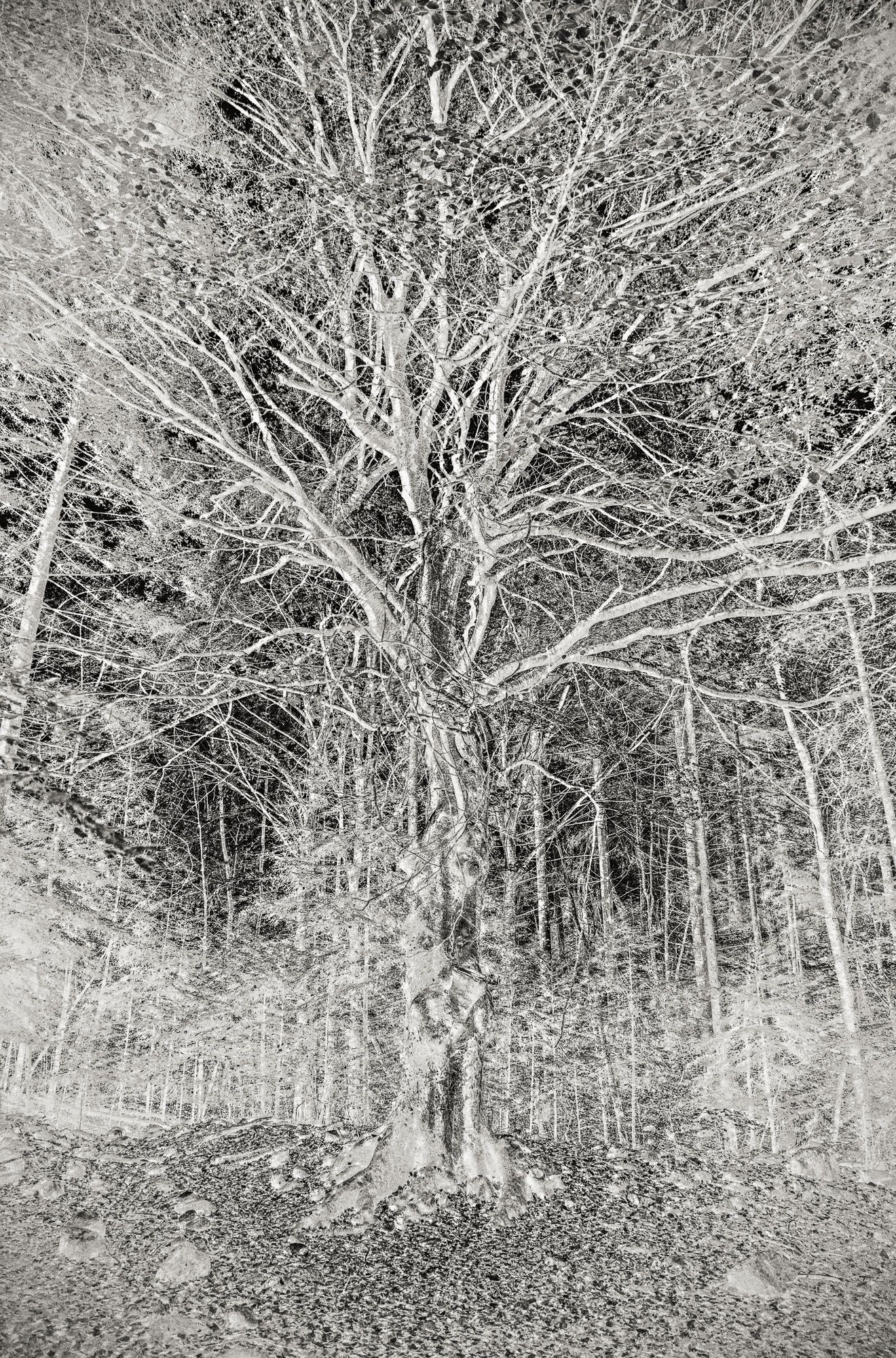 Image Etienne Renzo